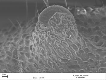 Media type: image;   Invertebrate Zoology 147385   shows cataloged_item 147385